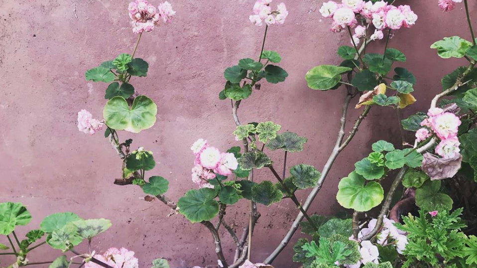 The Journal | Your Top Tips For Gardening